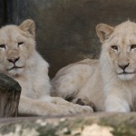 Velké pozornosti návštěvníků se těší rozkošný pár ročních lvů jihoafrických, Samba a Nadiru. Foto: Bohuna Mikulicová